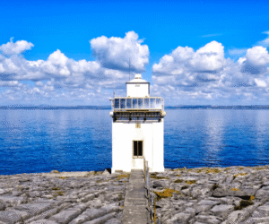 Faro Black Head